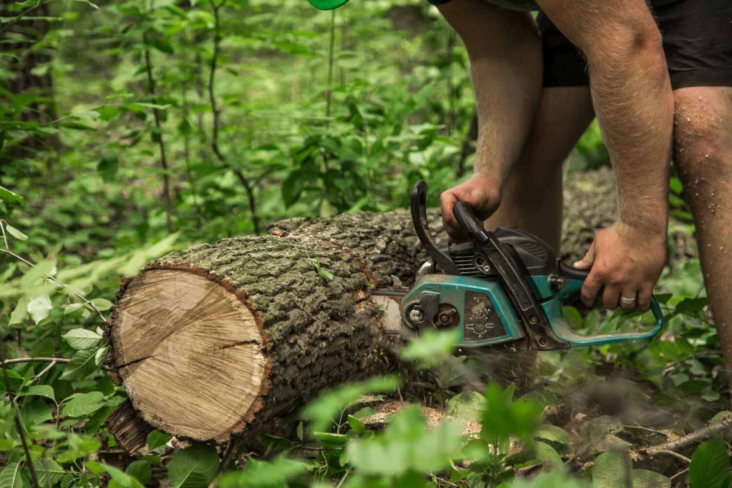 Tree Removal for Businesses in Winnebago, MN